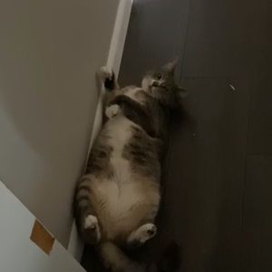 Meet your Posher, Morgan